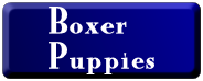 Raklyn Boxer Puppies